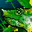 Chameleon Rest ID 296